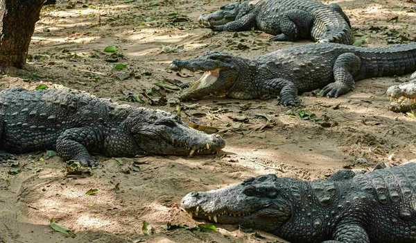 Featured imgage of Crocodile Bank